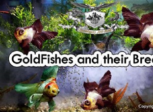Goldfish Breeds Part 6：Panda Moor and Veil tail Goldfish