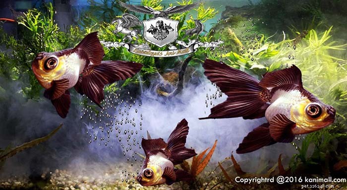 Le razze di pesci rossi Parte 6:Panda Moor e Veil tail Goldfish