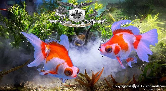 Goldfishes Breeds Part 5:Telescope and Ranchu Goldfish