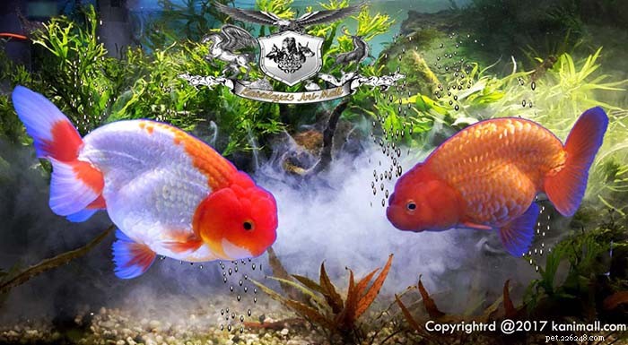 Guldfiskar föder upp del 5:Telescope and Ranchu Goldfish