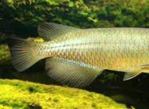 Jižní saratoga:Jižní australská arowana.