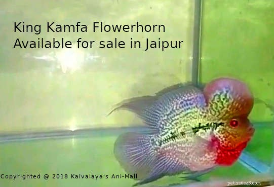 자이푸르에서 판매 중인 King Kamfa Flowerhorn