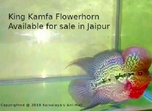 King Kamfa Flowerhorn disponível para venda em Jaipur