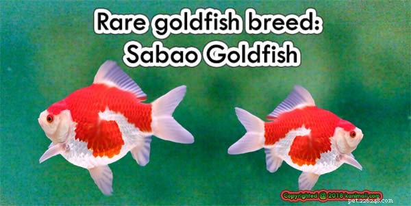 Zeldzame goudvisrassen:Sabao Goldfish