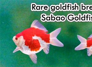 Редкие породы золотых рыбок:Золотая рыбка Сабао