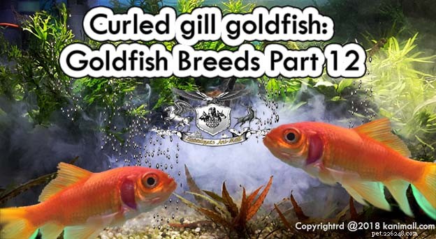 カールしたギル金魚：金魚の品種パート12 
