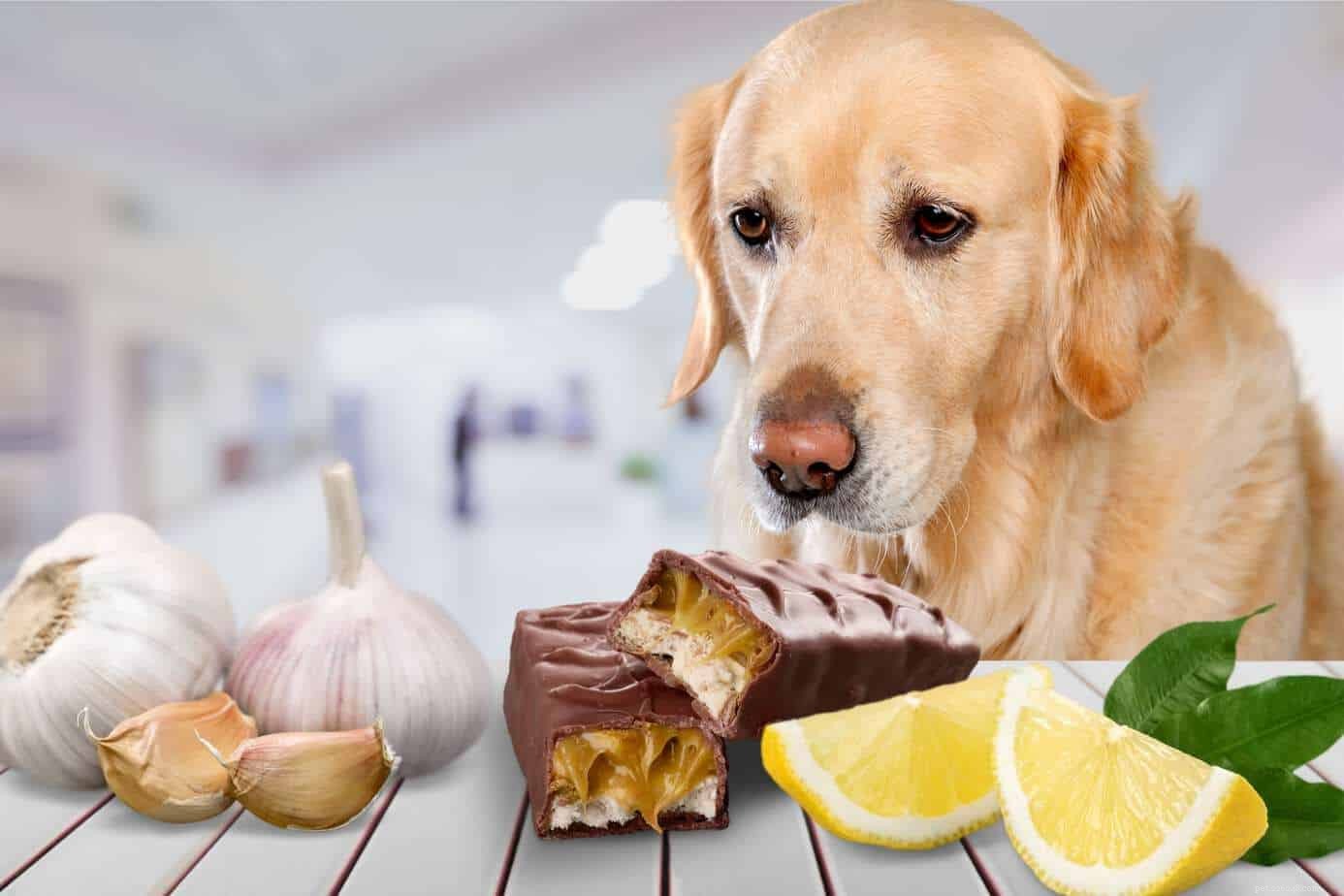 Alimentos que não devem ser dados aos cães