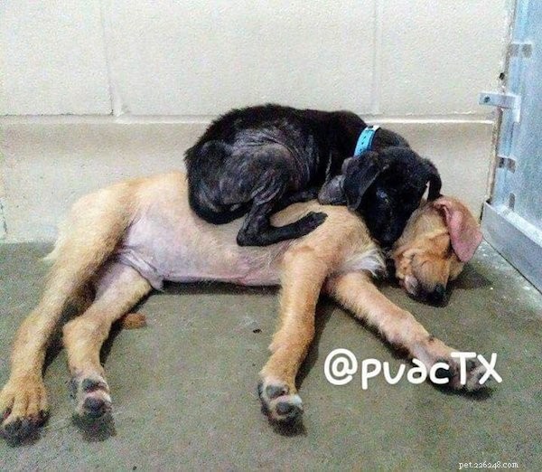 Cãezinhos doentes se encontram em abrigo, dão conforto uns aos outros