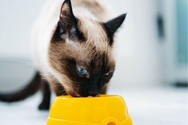 고양이에게 이상적인 식단은 무엇입니까? 고로케, 파테, ….