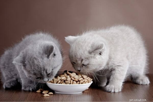 あなたの猫にとって理想的な食事は何ですか？コロッケ、パテ、…。
