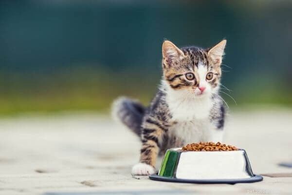 あなたの猫にとって理想的な食事は何ですか？コロッケ、パテ、…。