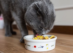 Nejlepší značky krmiva pro kočky