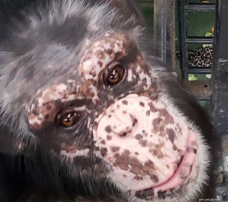 Esses lindos animais realmente têm vitiligo