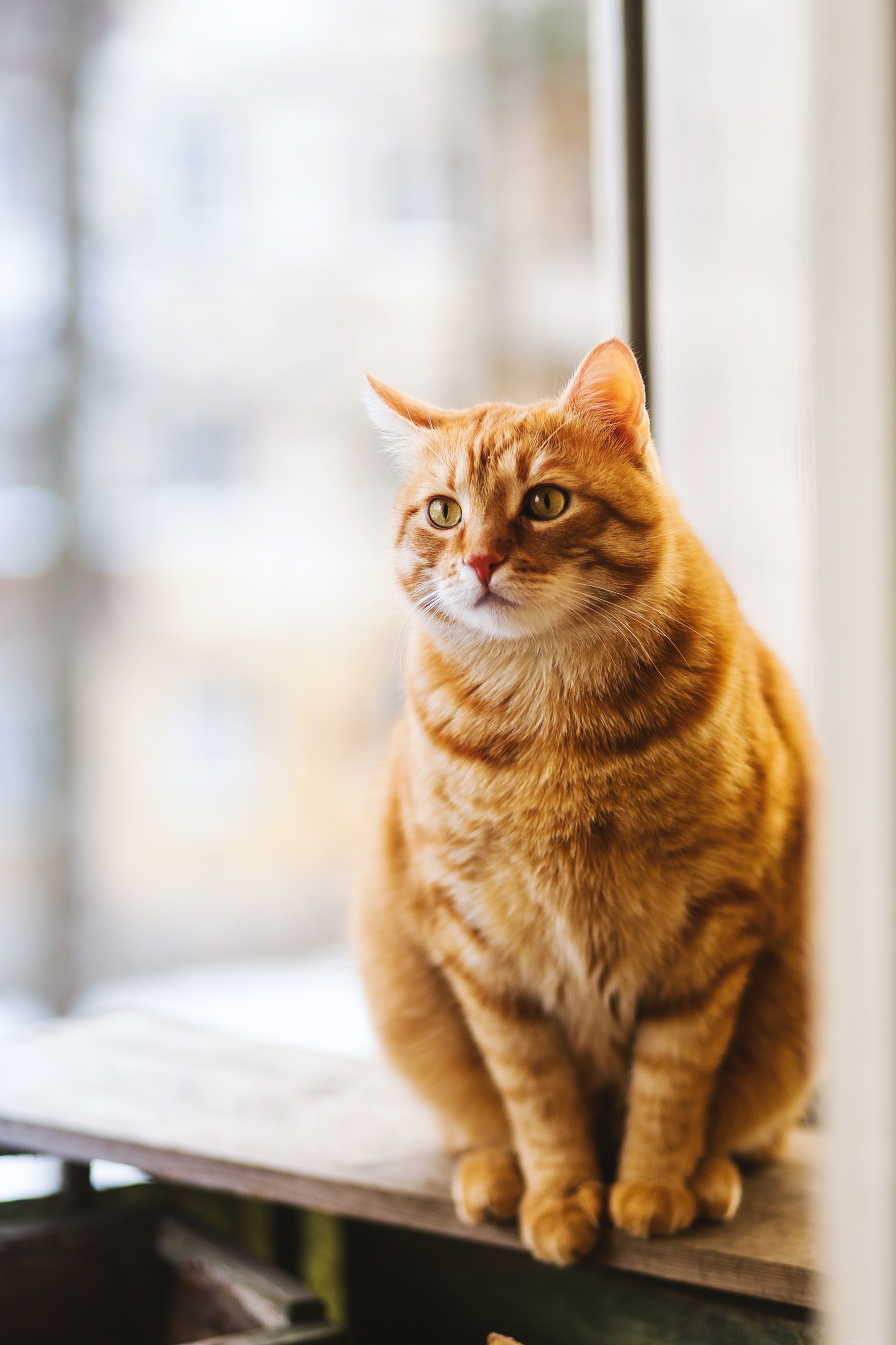 75 jedinečných kočičích jmen, díky kterým bude vaše kočka jediná svého druhu