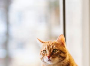 75 noms de chat uniques qui rendront votre félin unique en son genre