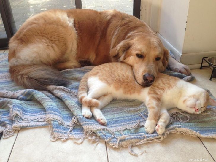 De onverwachte en mooie liefde gedeeld door katten en honden (DEEL II)