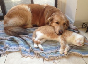 Neočekávaná a krásná láska sdílená kočkami a psy (ČÁST II)