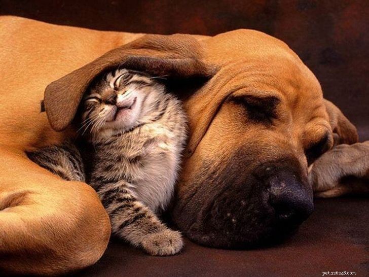 猫と犬が共有する予期せぬ美しい愛（パートII）