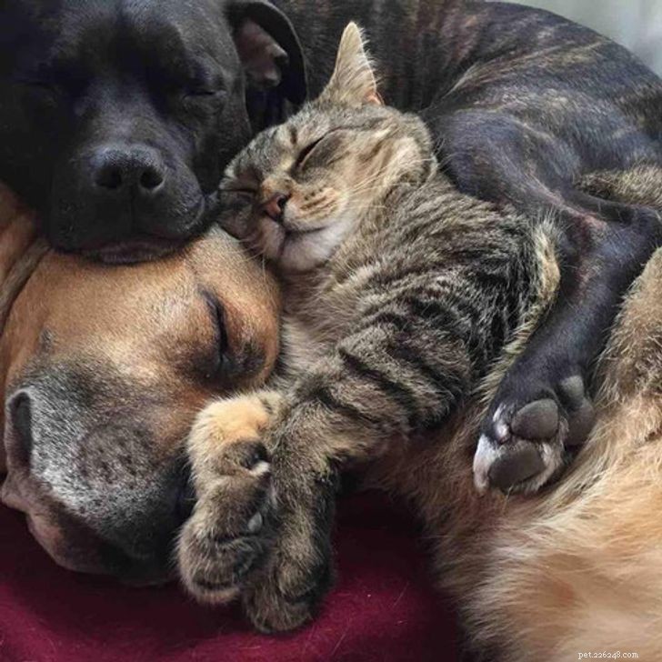 De onverwachte en mooie liefde gedeeld door katten en honden (DEEL II)