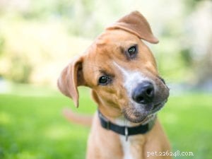Собачьи сигналы:о чем мне говорит язык тела моей собаки?