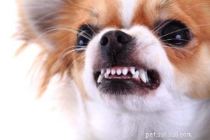 Indices canins :que me dit le langage corporel de mon chien ?