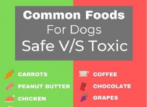 Pare de alimentar seu cão com esses alimentos tóxicos