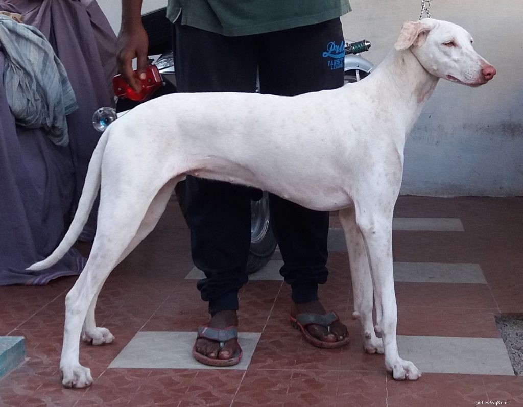 14 местных пород собак в Индии