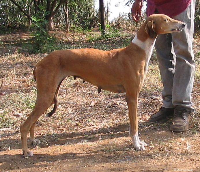 14 races de chiens indigènes en Inde