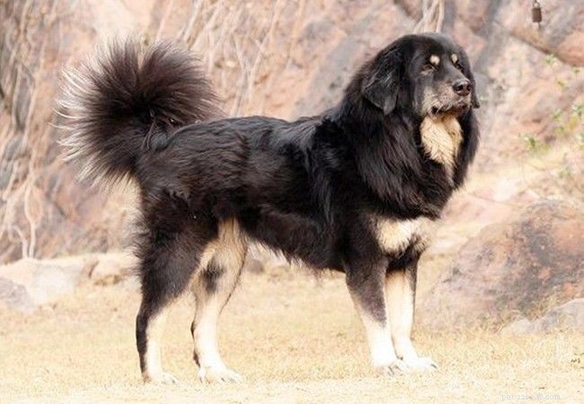 14 raças nativas de cães na Índia