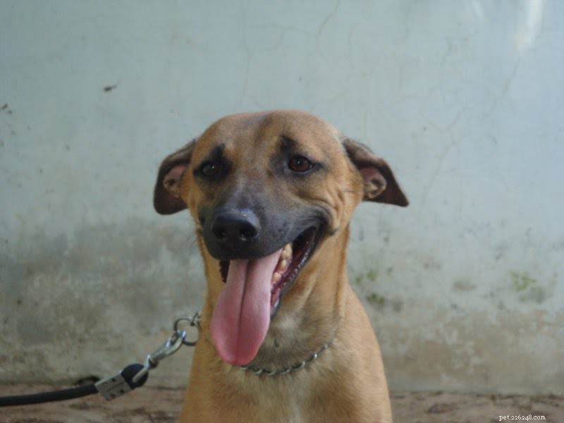 14 inheemse hondenrassen in India
