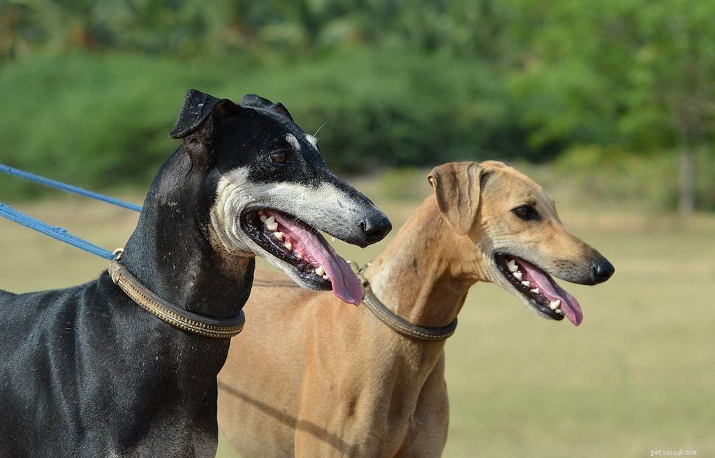 14インドのネイティブ犬種 