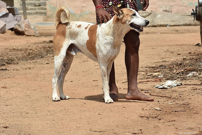 14 inhemsk hundras i Indien