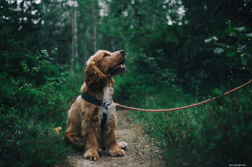 Lär dig hur man tränar en hund med dessa 8 steg