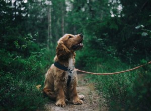 これらの8つのステップで犬を訓練する方法を学ぶ 