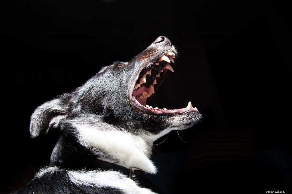 7 raisons pour lesquelles un chien mord