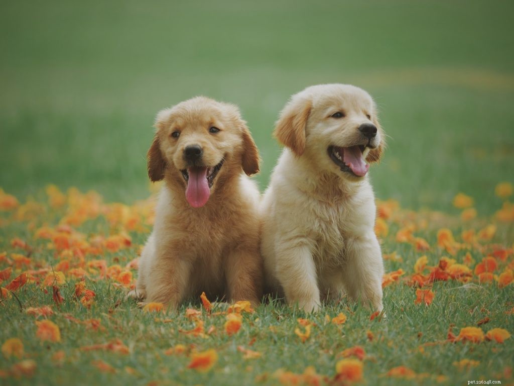 7 redenen waarom honden bijten