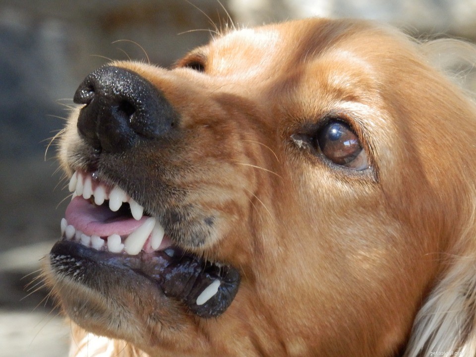 7 redenen waarom honden bijten