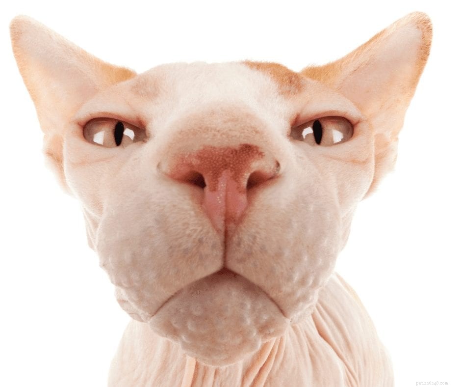Sphynx 고양이 애호가를 위한 Etsy의 8가지 독특한 선물