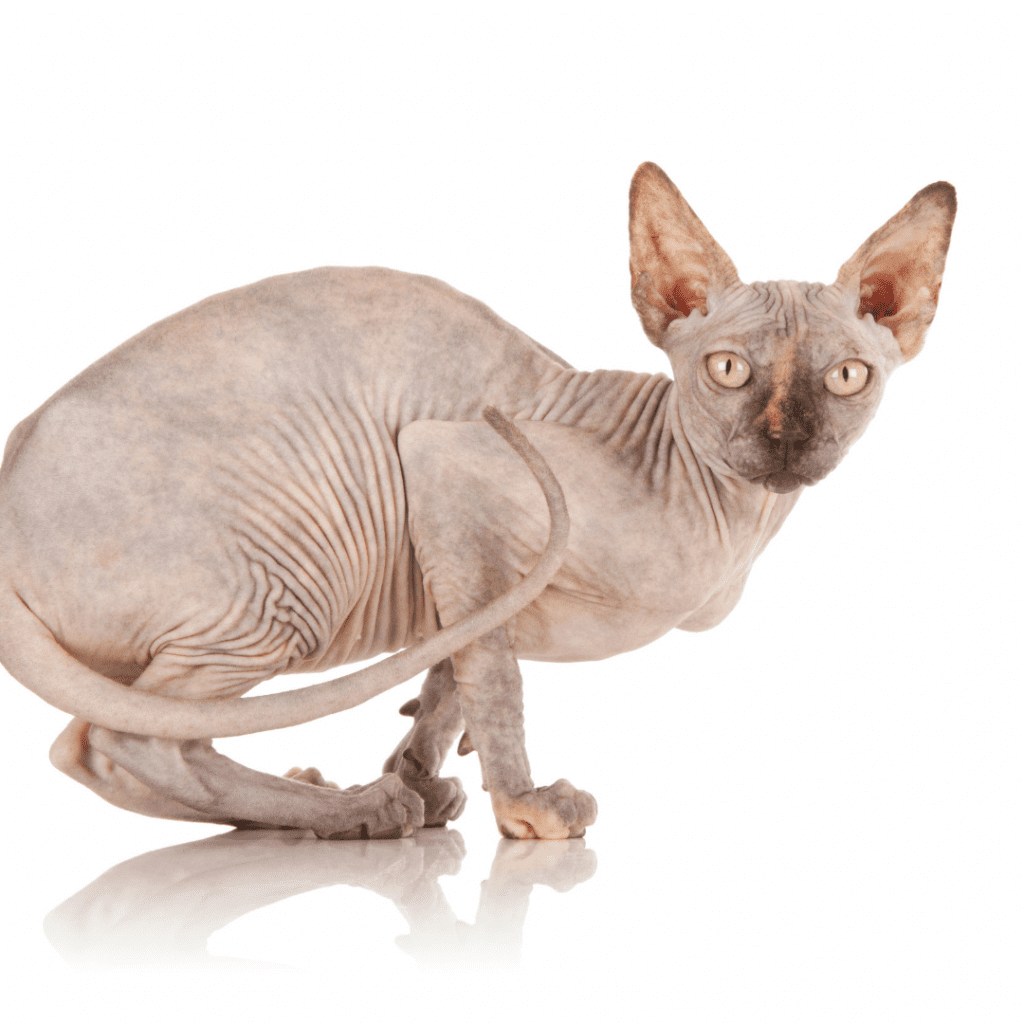 Sphynx 고양이 꽁초는 끈적끈적합니까?