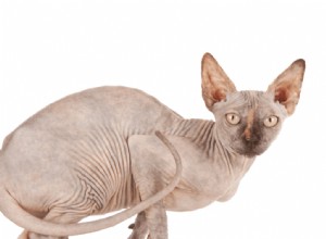 Är Sphynx Cat Butts Sticky?