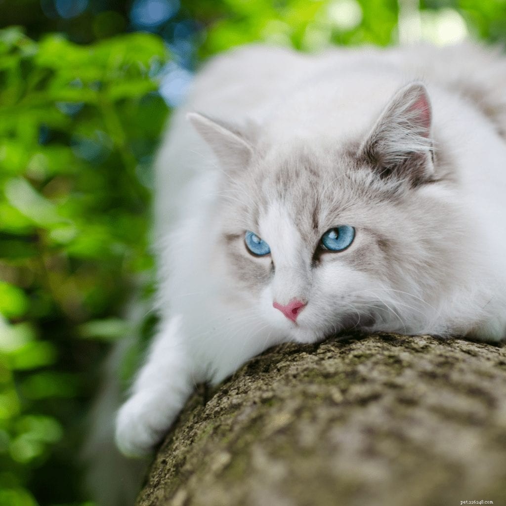 ラグドール猫の品種の開梱：愛らしい必見の写真付きの完全なプロファイル 