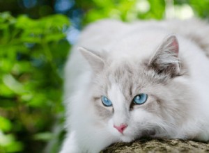 Disimballaggio della razza di gatto Ragdoll:profilo completo con adorabili immagini da non perdere