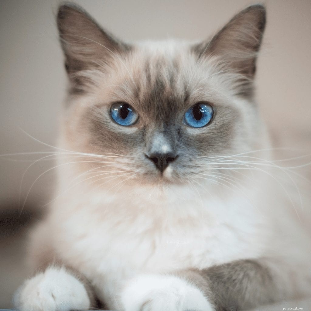 Распаковка кошек породы Рэгдолл:полный профиль с очаровательными фотографиями, которые обязательно нужно увидеть