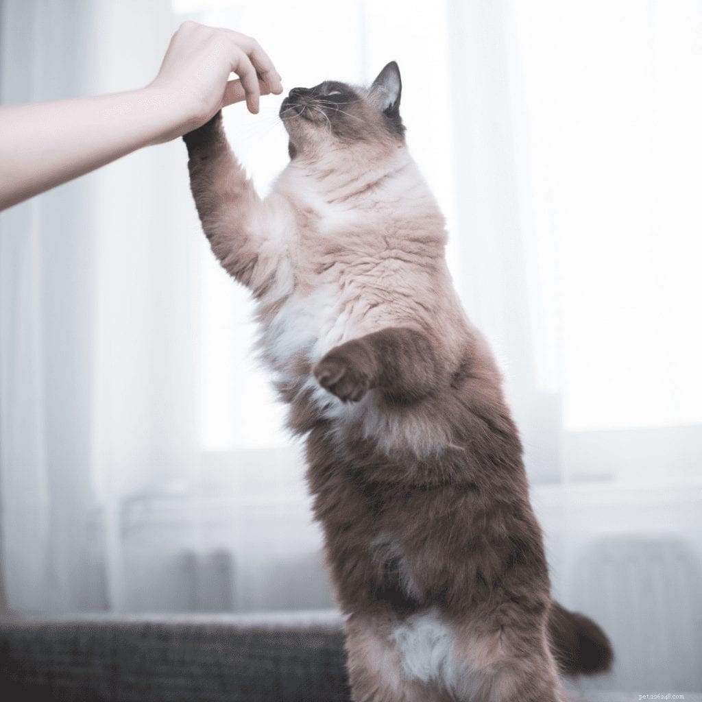 ラグドール猫の品種の開梱：愛らしい必見の写真付きの完全なプロファイル 