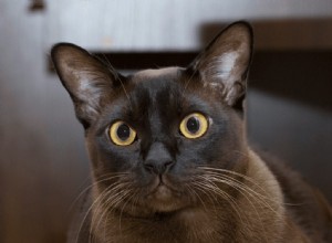 Burmakatters kattungesätt som gör dem till populära husdjur
