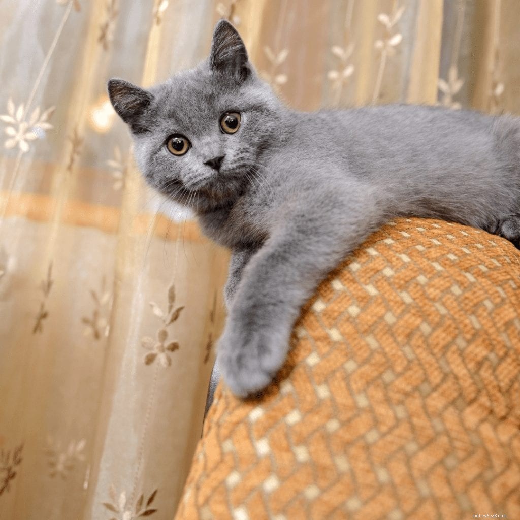 러시안 블루 고양이를 훌륭한 동반자로 만들어 주는 놀라운 사실