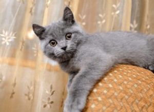 Fatos fascinantes sobre o gato azul russo que os tornam excelentes companheiros