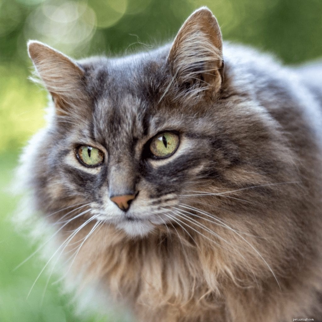 De charmante persoonlijkheid van de Maine Coon-kat