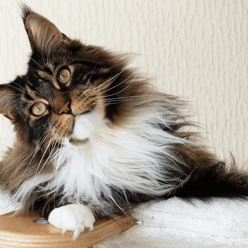 Очаровательная личность кошки мейн-кун