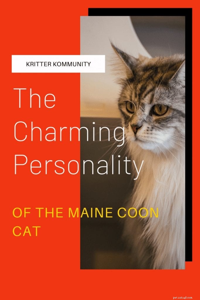 De charmante persoonlijkheid van de Maine Coon-kat